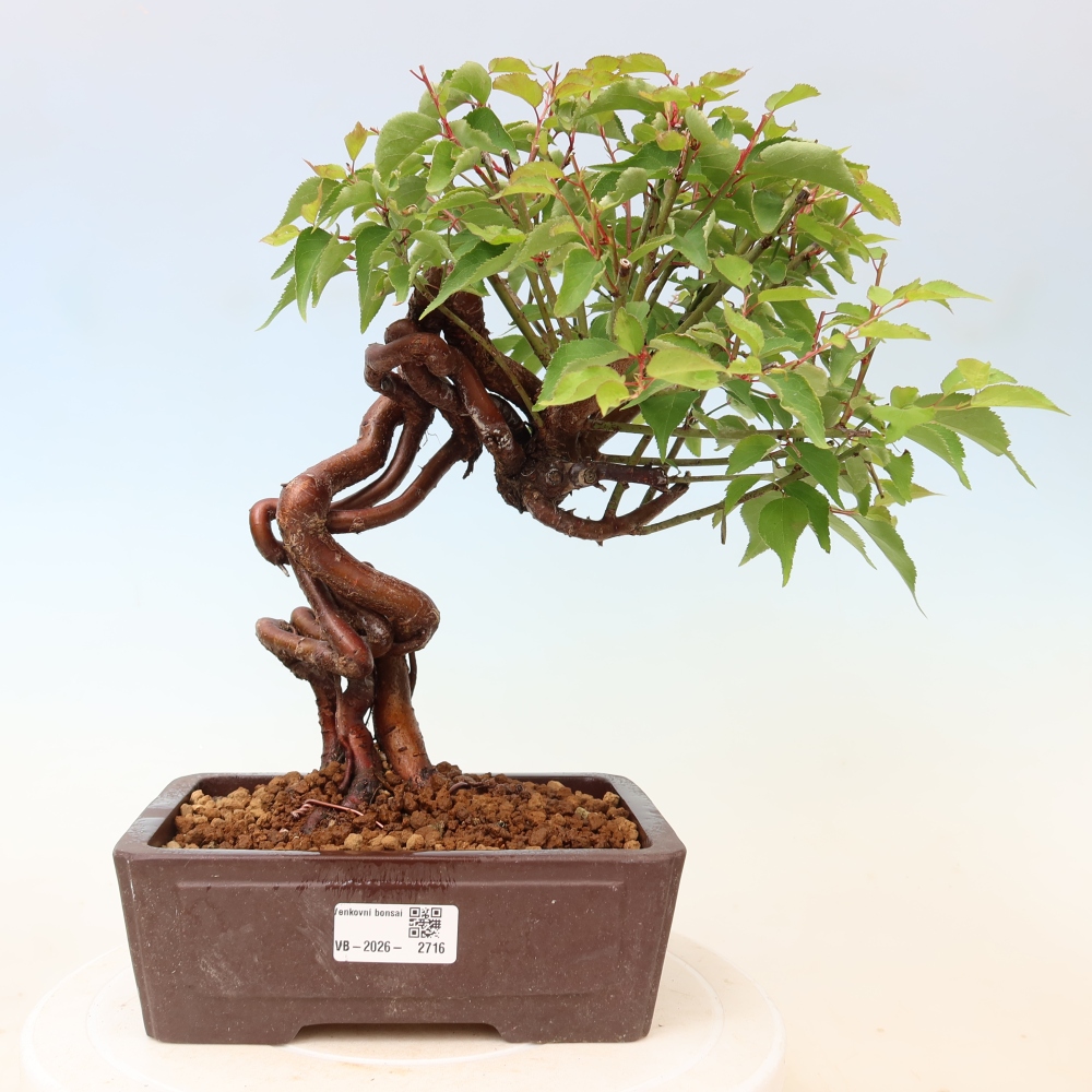 Venkovní bonsai -Japonská meruňka - Prunus Mume