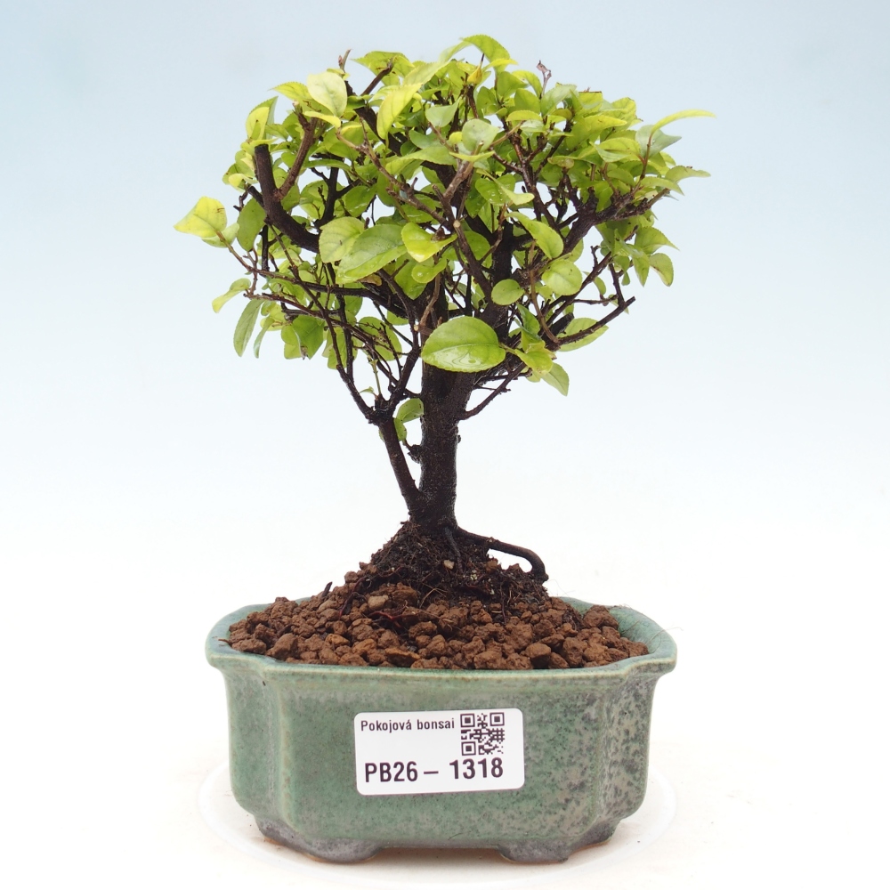 Pokojová bonsai - Sagerécie thea - Sagerécie thea