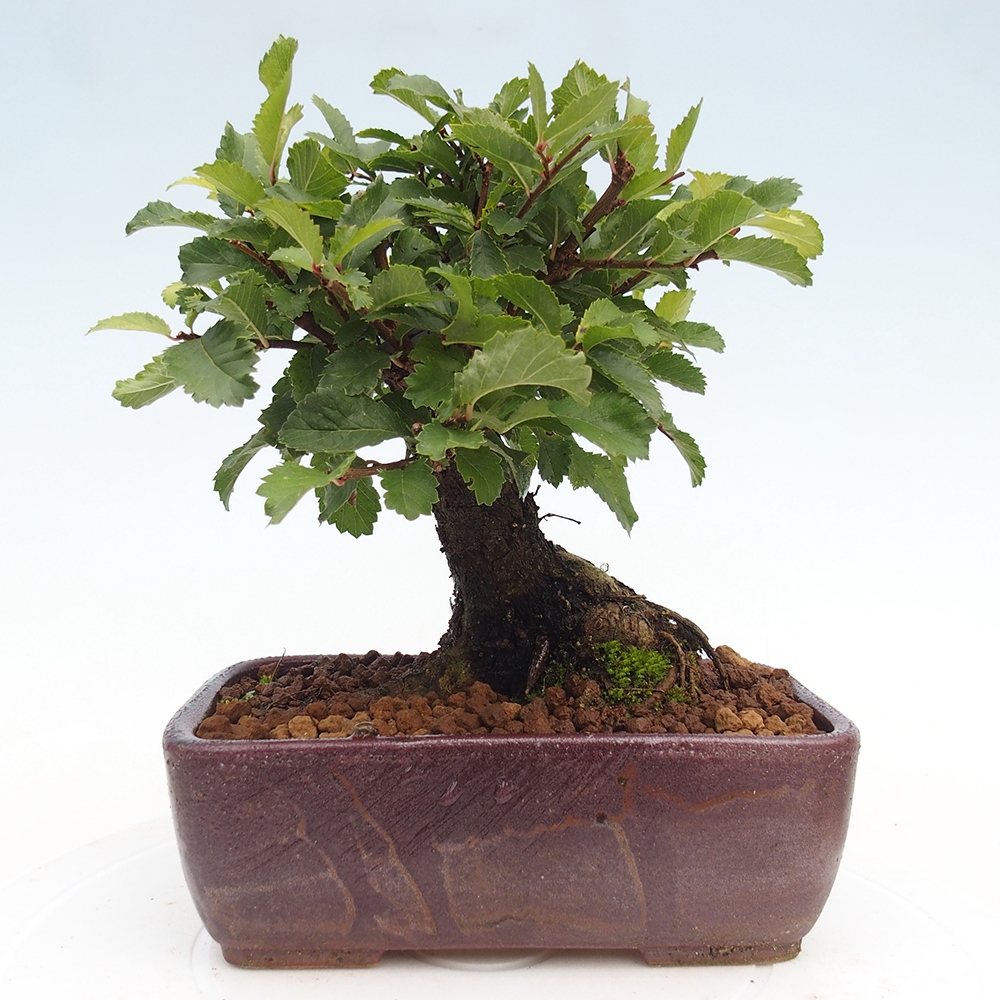 Venkovní bonsai - Zelkova - Zelkova NIRE