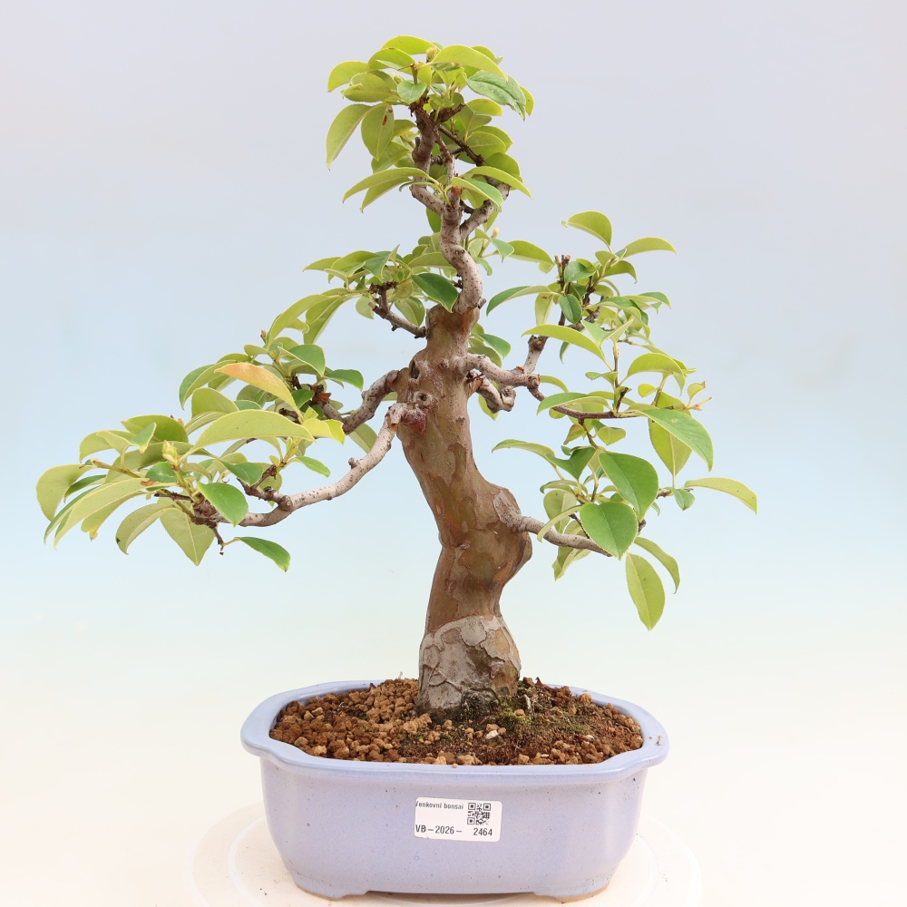 Venkovní  bonsai -  Pseudocydonia sinensis - Kdouloň čínská