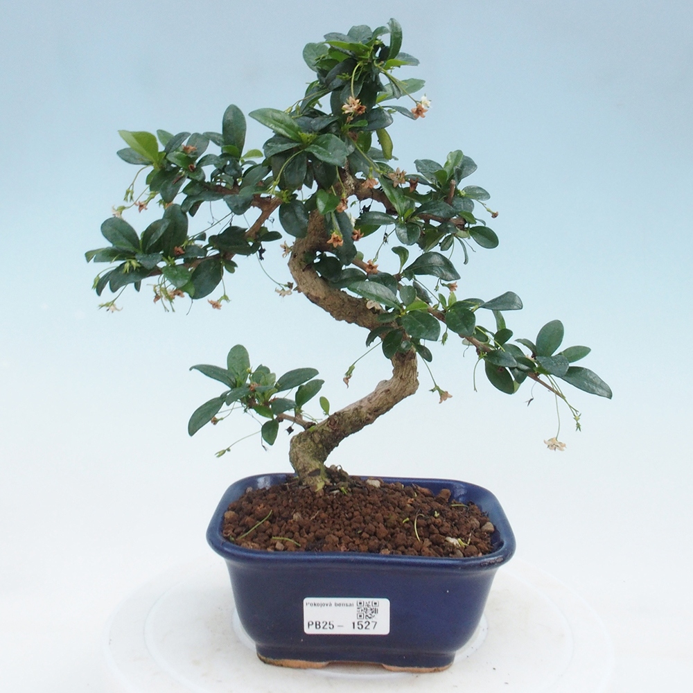 Pokojová bonsai - Carmona macrophylla - Čaj fuki
