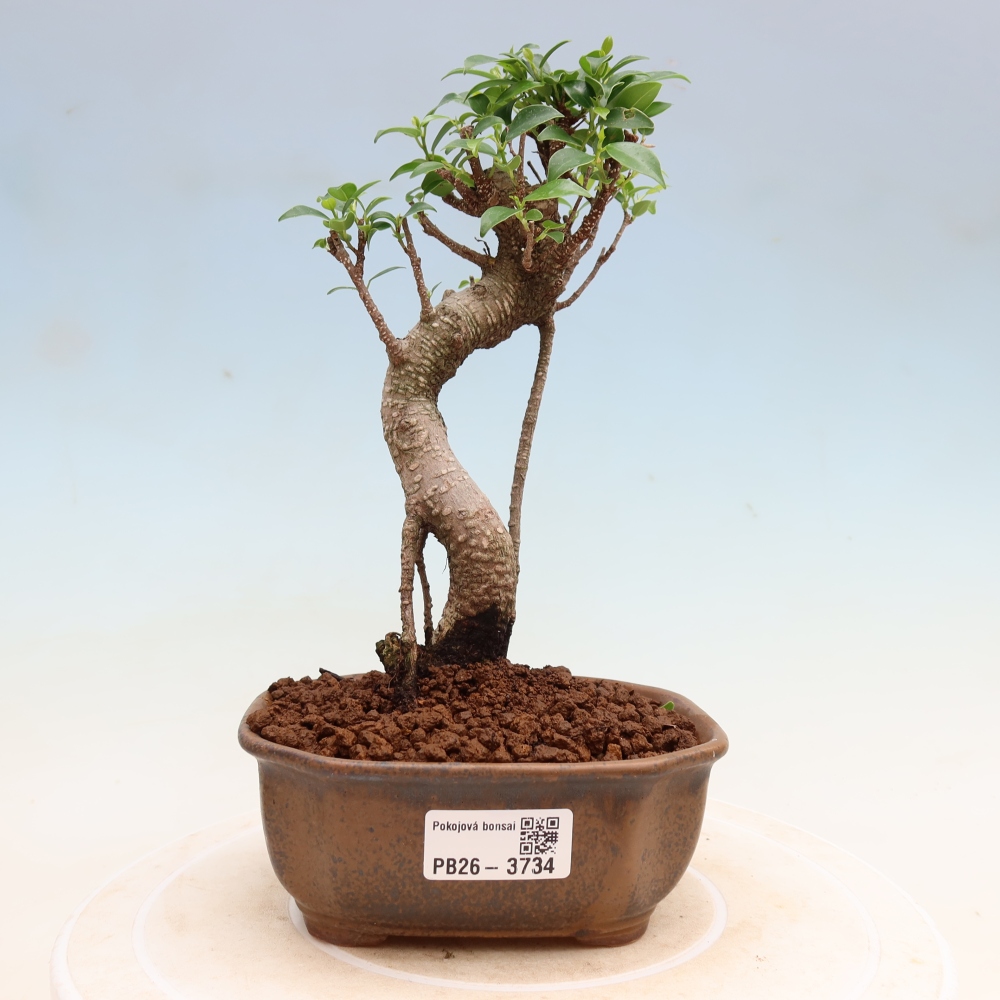 Pokojová bonsai - Ficus kimmen -  malolistý fíkus