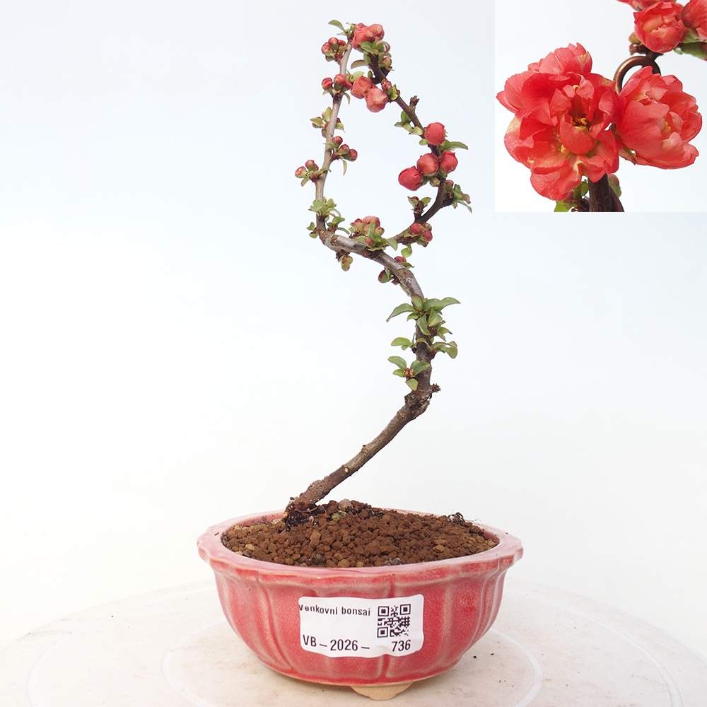 Venkovní bonsai - Chaneomeles s. Red Joy - Kdoulovec 