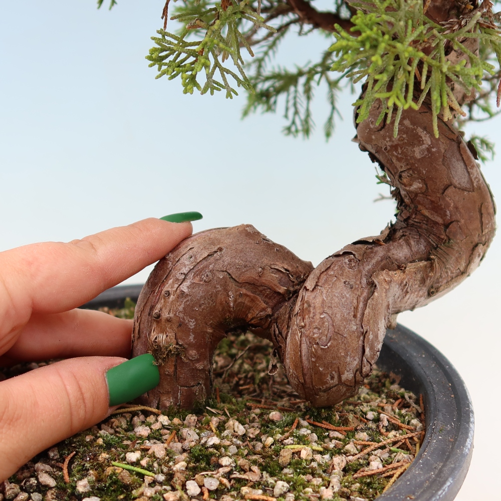 Venkovní bonsai - Juniperus chinensis Itoigawa-Jalovec čínský