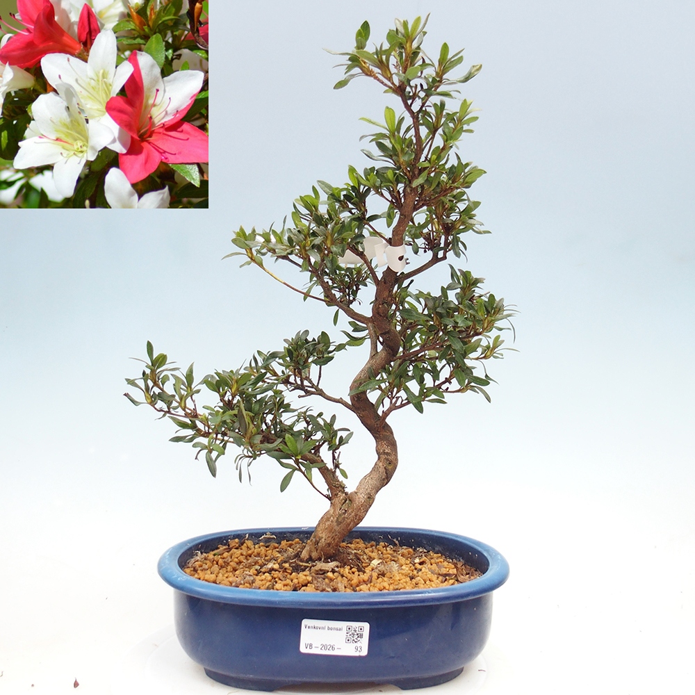 Venkovní bonsai - Japonská azalka - Azalea CHIHIRO