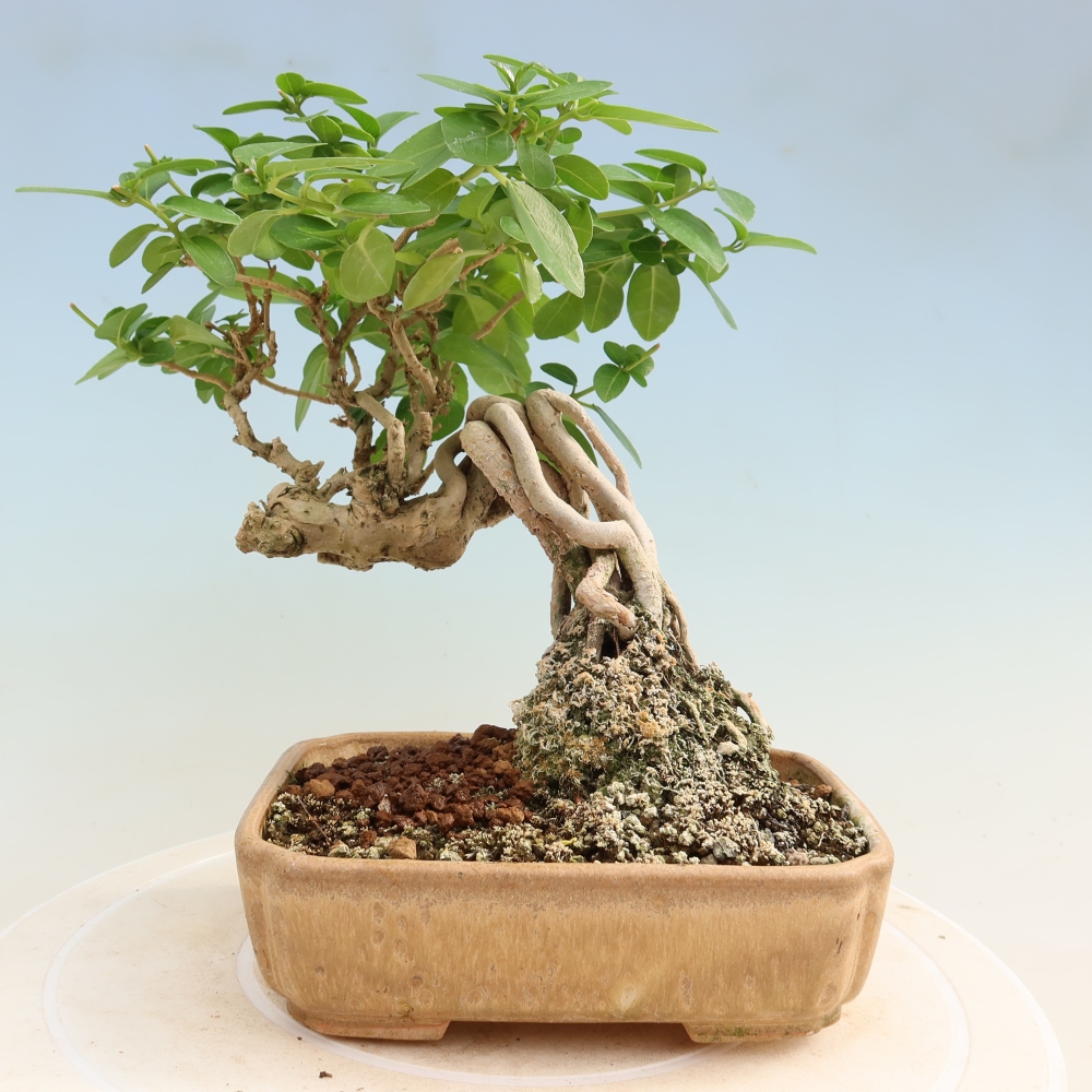 Pokojová bonsai - Premna serratifolia  - Kozlovoň malolistá