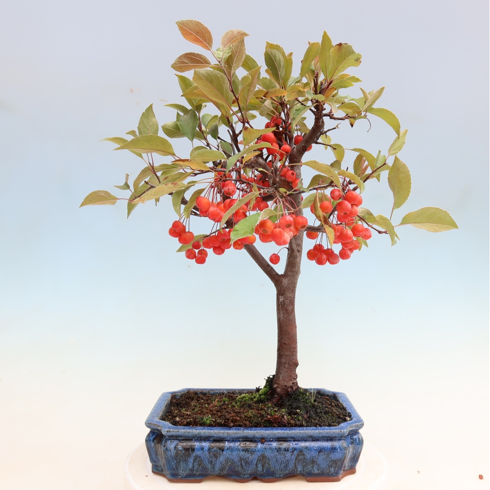 Venkovní bonsai -Malus domestica - Maloplodá jabloň červenolistá
