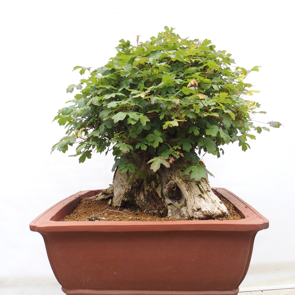 Venkovní bonsai - Javor Francouzský - Acer Nonspessulanum