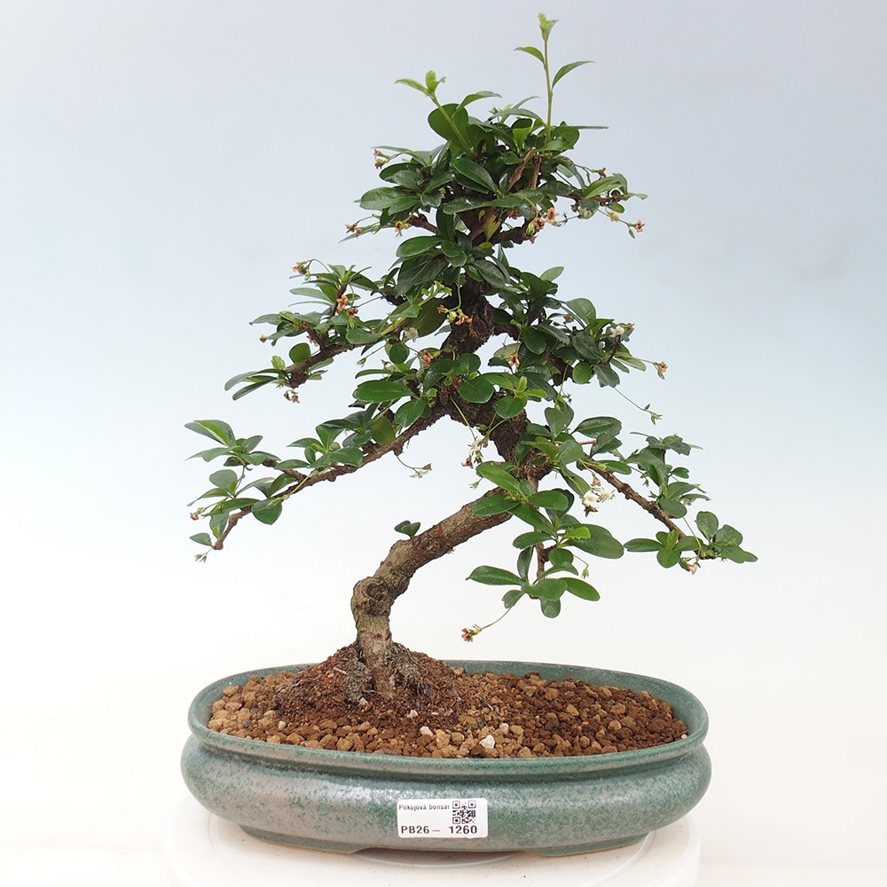 Pokojová bonsai - Carmona macrophylla - Čaj fuki