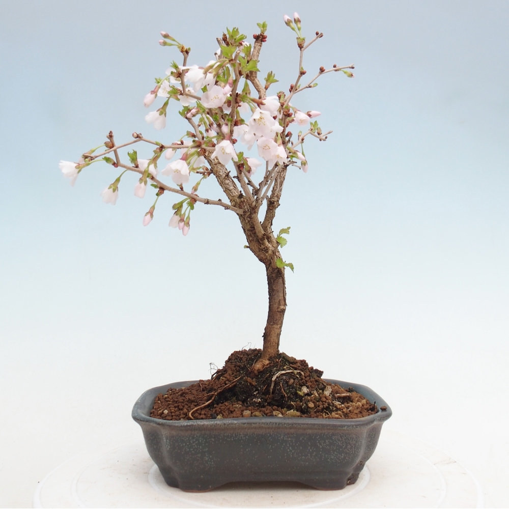 Venkovní bonsai - Prunus incisa Kojou-no mai-Slivoň vyříznutá