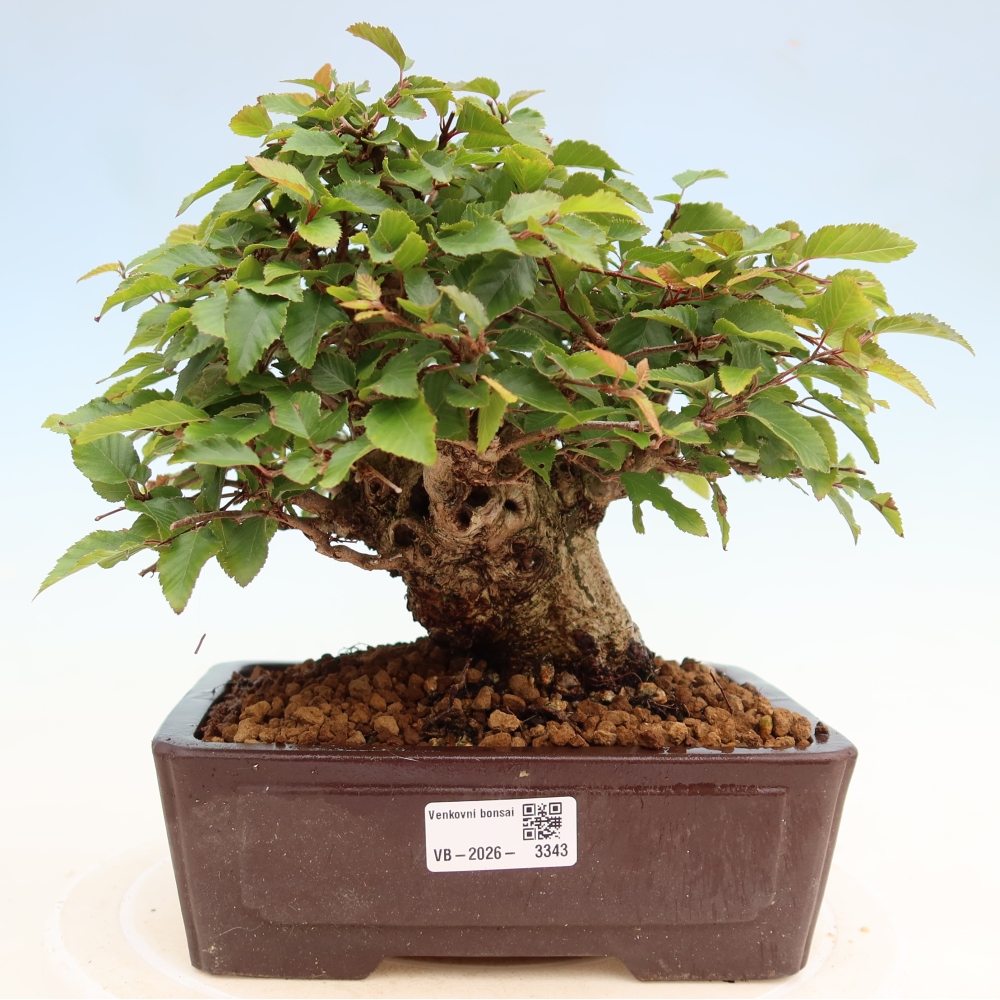 Venkovní bonsai -Carpinus Coreana - Habr korejský