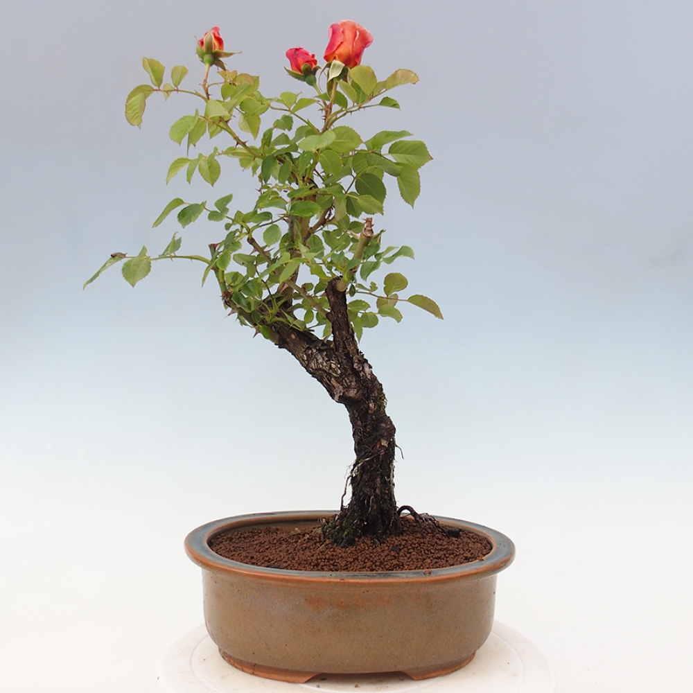 Venkovní bonsai - Rosa Kordes -  růže