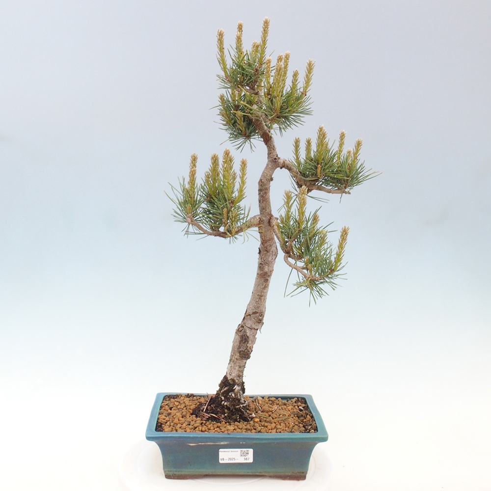 Venkovní bonsai - Pinus Sylvestris Watererri - Borovice lesní