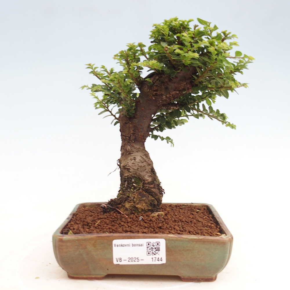 Venkovní bonsai - Ulmus parvifolia Hokkaido - jilm Činski