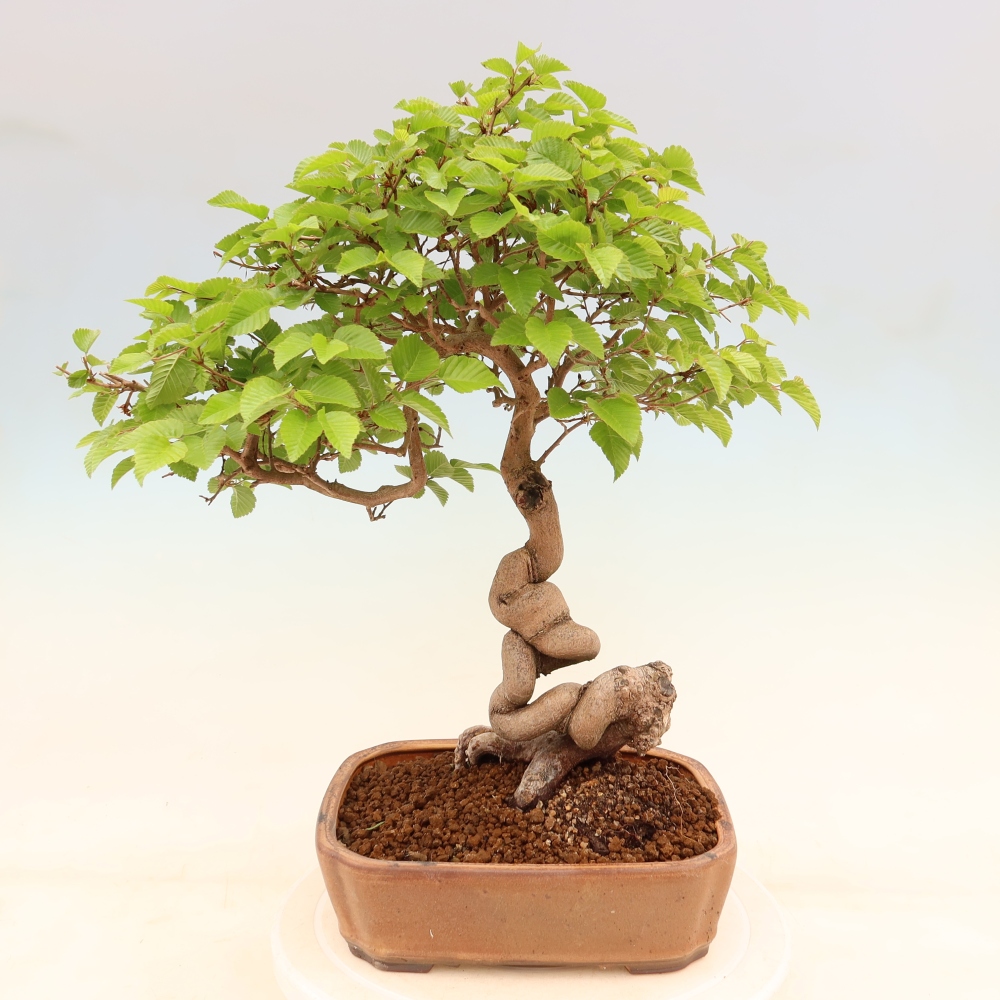 Venkovní bonsai -Carpinus coreana - Habr korejský