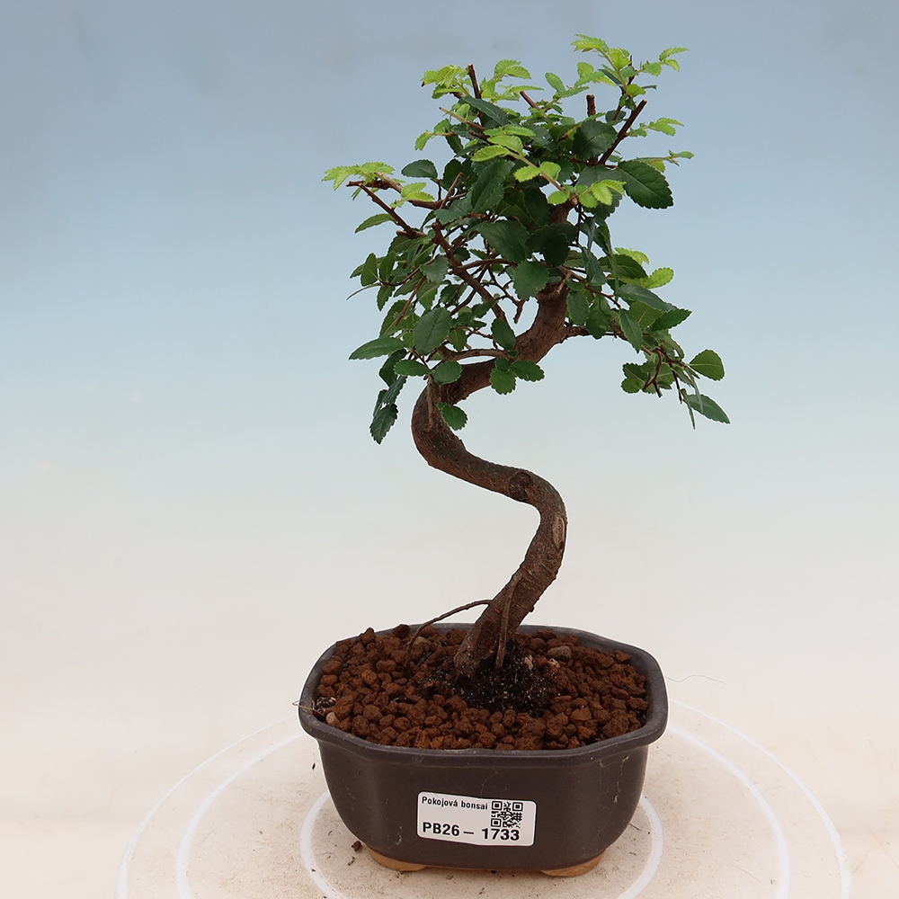 Pokojová bonsai - Ulmus parvifolia - Malolistý jilm