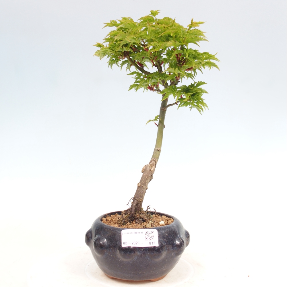 Venkovní bonsai -Javor malolistý SHISHIGASHIRA