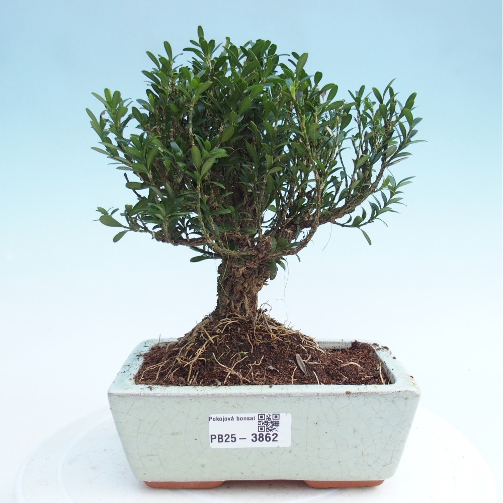 Pokojová bonsai - Buxus harlandii -korkový buxus