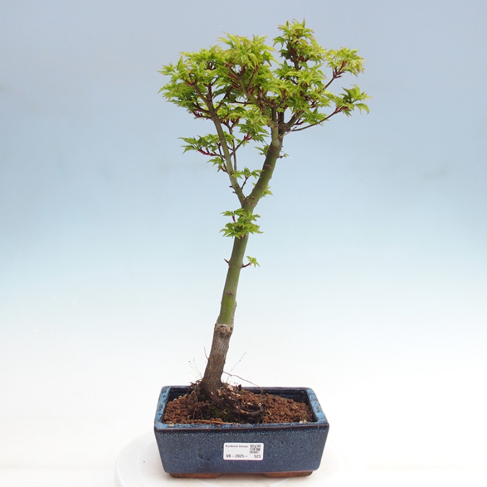 Venkovní bonsai -Javor dlanitolistý Acer palmatum Shishigashira
