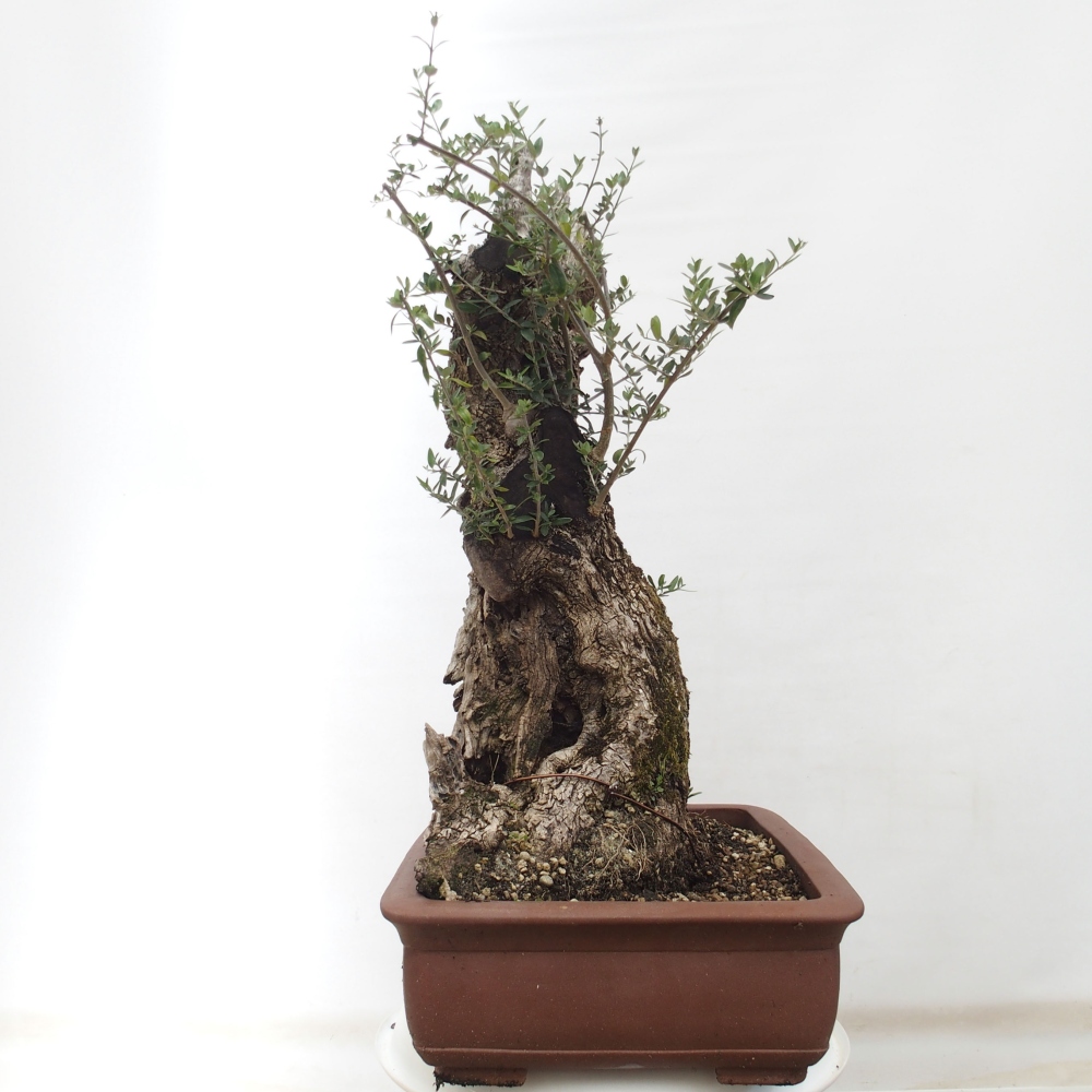 Pokojová bonsai - Olea europaea sylvestris -Oliva evropská drobnolistá