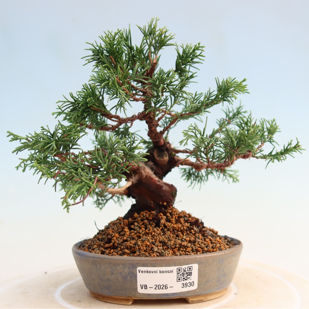 Venkovní bonsai - Juniperus chinensis Itoigawa -Jalovec čínský