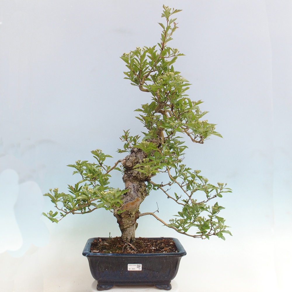 Venkovní bonsai - Hloh klínovitý - Crataegus cuneata