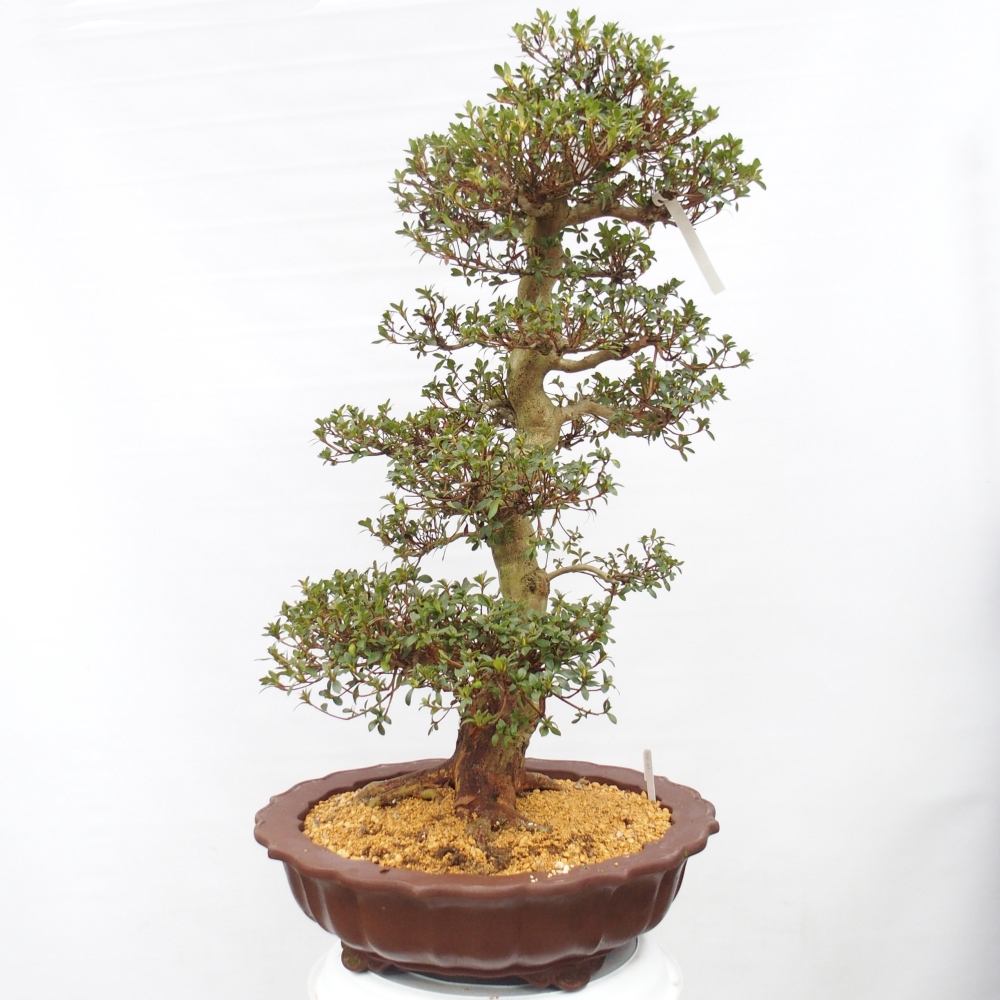 Venkovní bonsai - Japonská azalka - Azalea Shikou