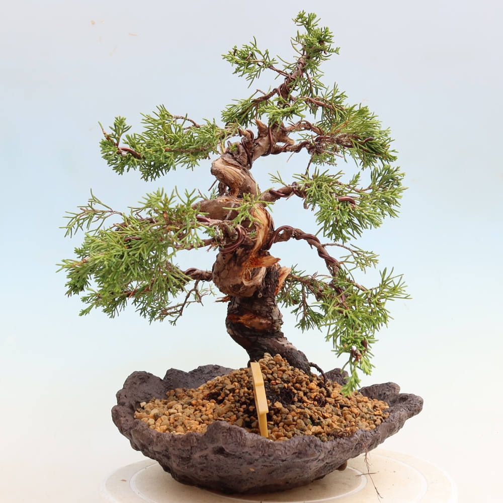 Venkovní bonsai - Juniperus chinensis Itoigawa-Jalovec čínský