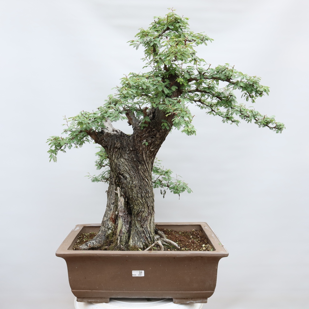Pokojová bonsai - Akacia Arabica