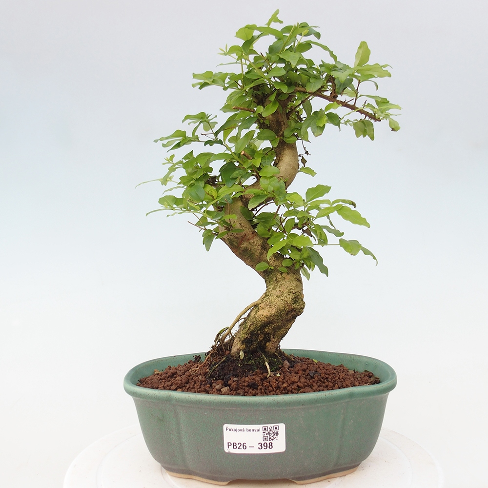 Pokojová bonsai -Ligustrum chinensis - Ptačí zob