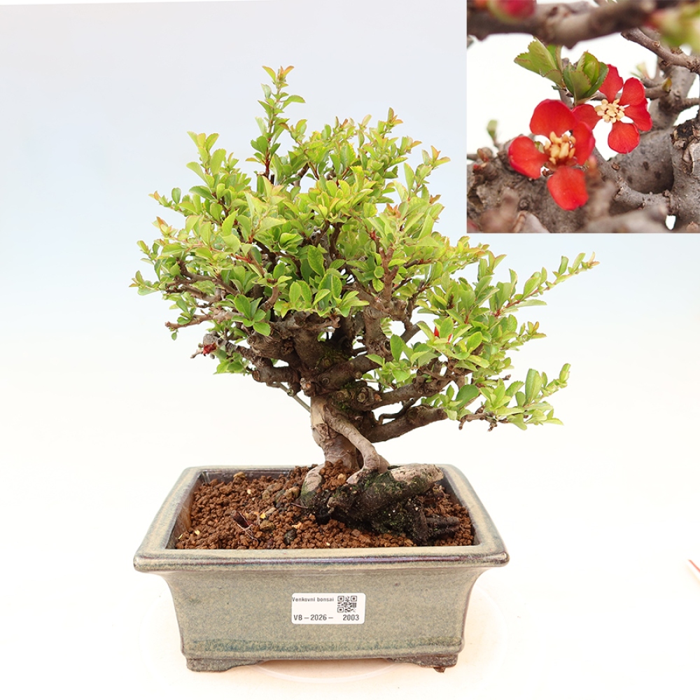 Venkovní  bonsai -  Chaneomeles speciosa Chojubai - Kdoulovec ozdobný
