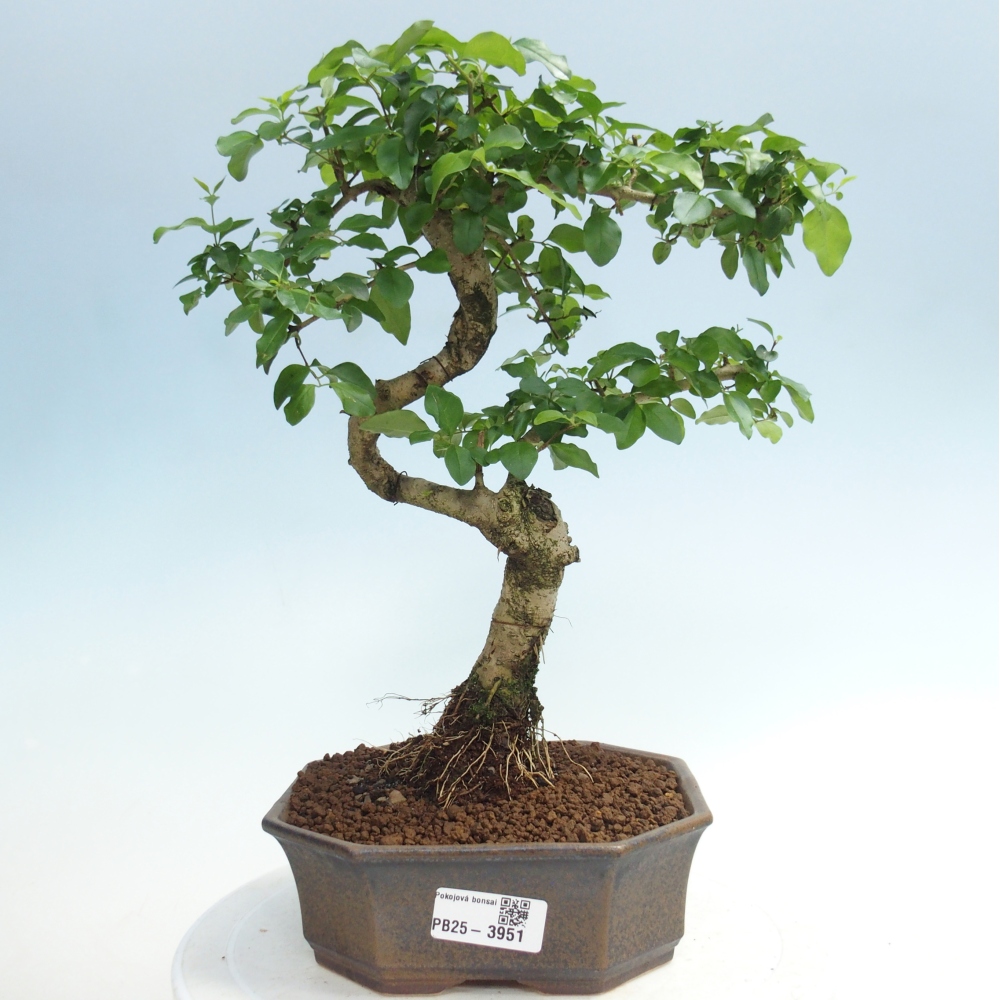 Pokojová bonsai -Ligustrum chinensis - Ptačí zob