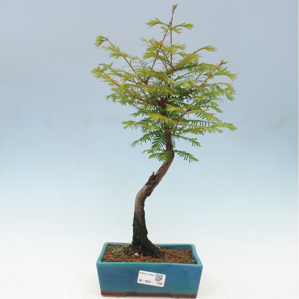 Venkovní bonsai - Metasequoia glyptostroboides - Metasekvoje čínská