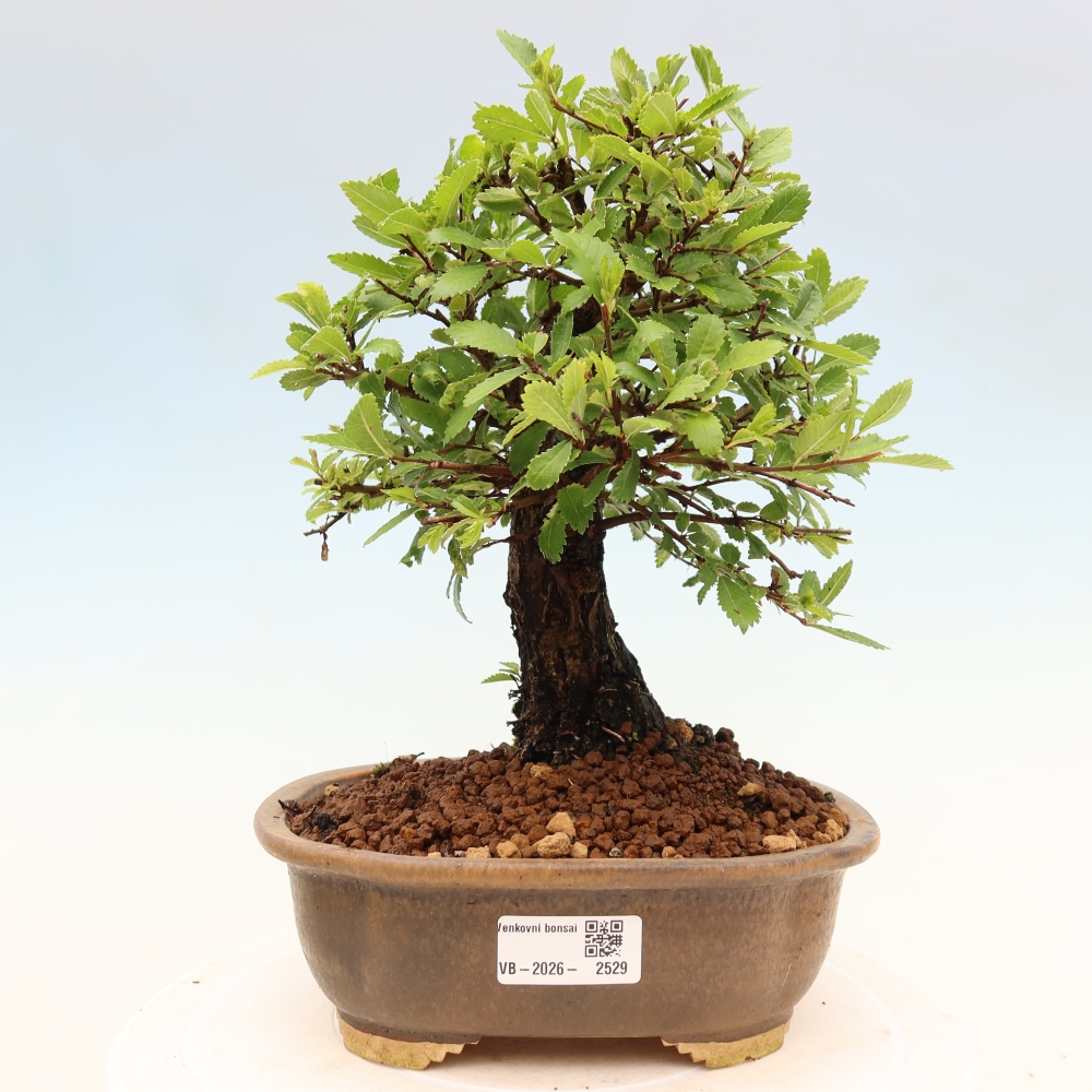Venkovní bonsai - Zelkova - Zelkova NIRE