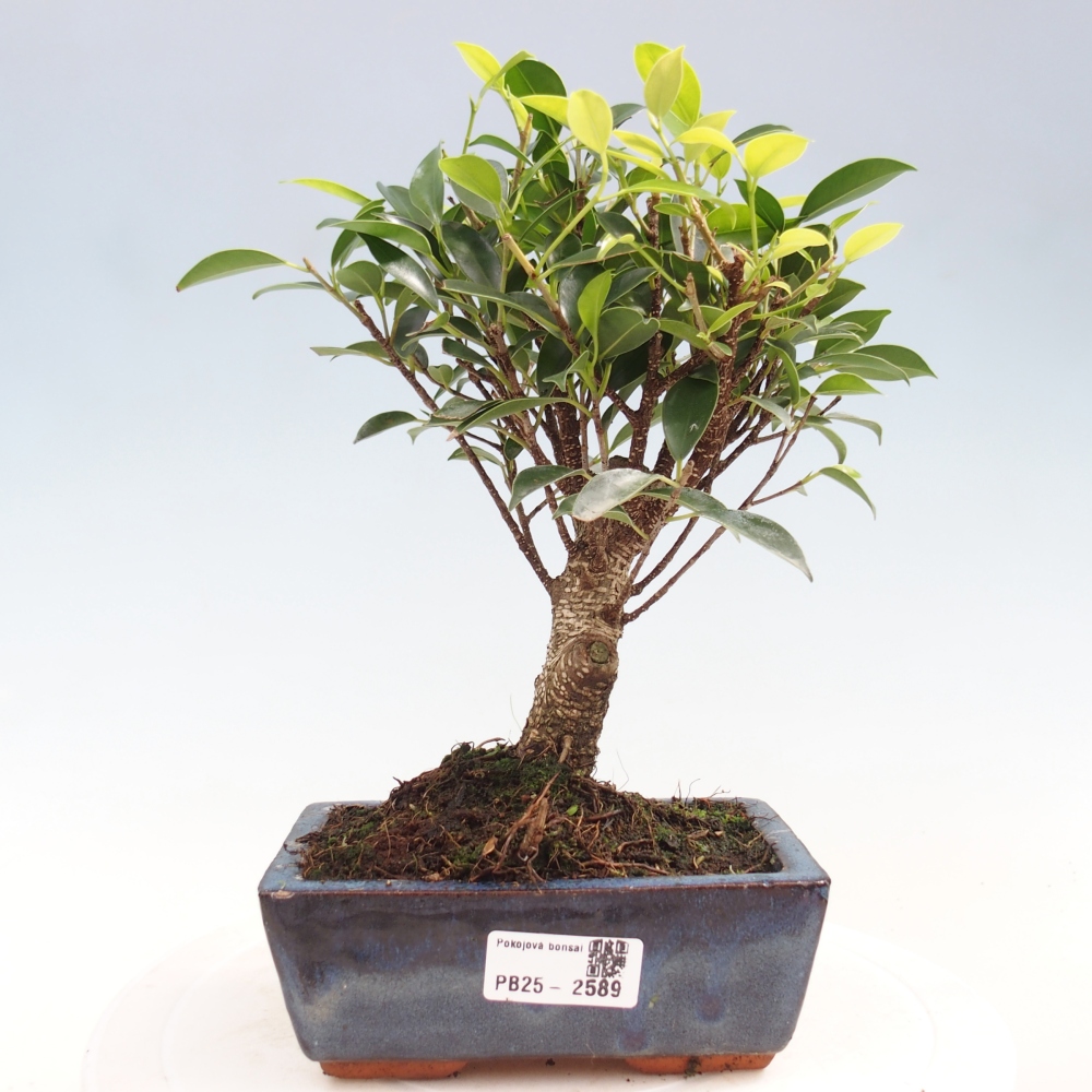Pokojová bonsai - Ficus retusa -  malolistý fíkus