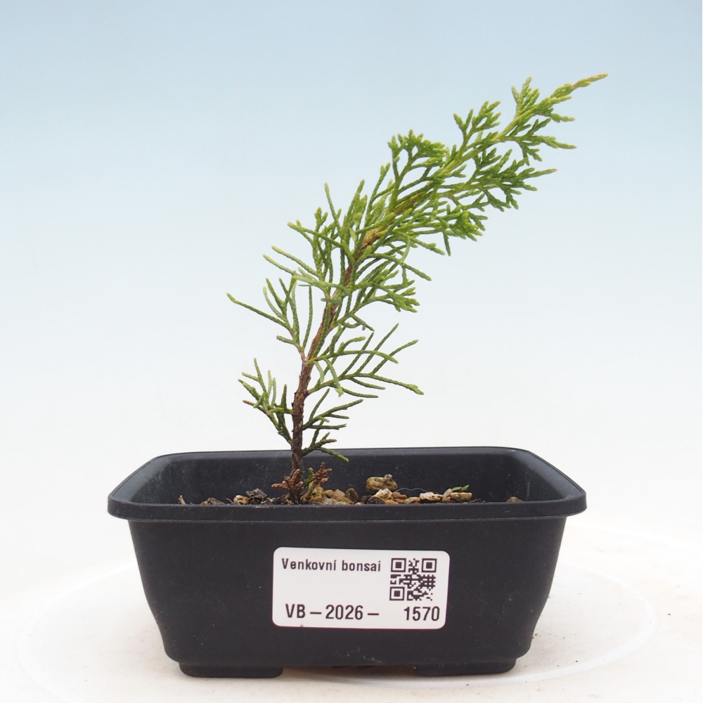Venkovní bonsai - Juniperus chinensis Itoigawa -Jalovec čínský