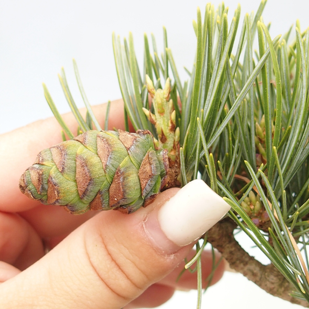 Venkovní bonsai - Pinus parviflora - Borovice drobnokvětá