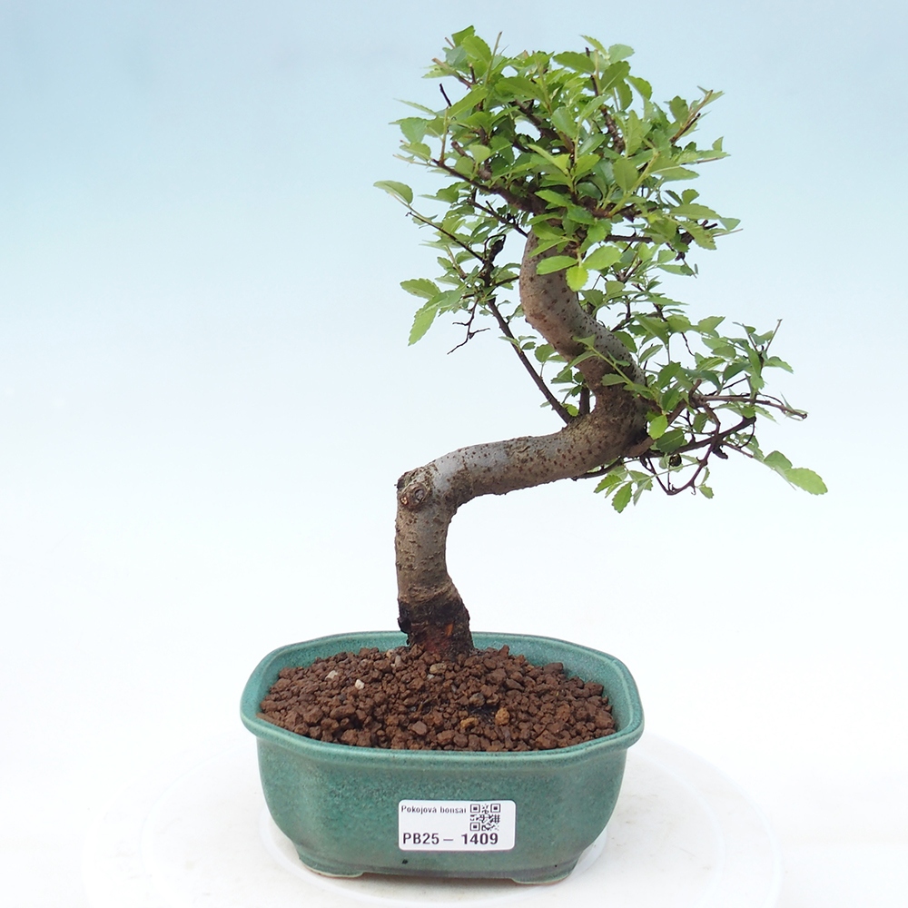 Pokojová bonsai-Malolistý jilm 