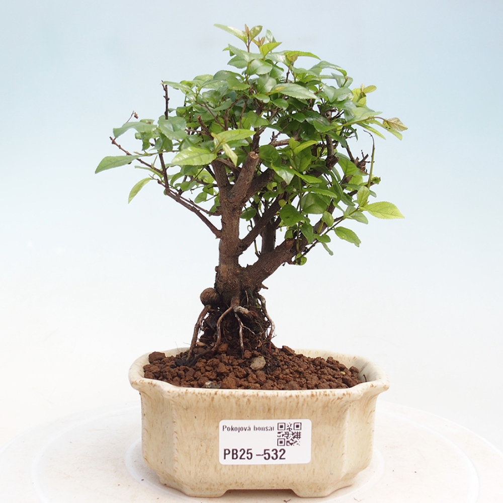 Pokojová bonsai - Sagerécie thea - Sagerécie thea