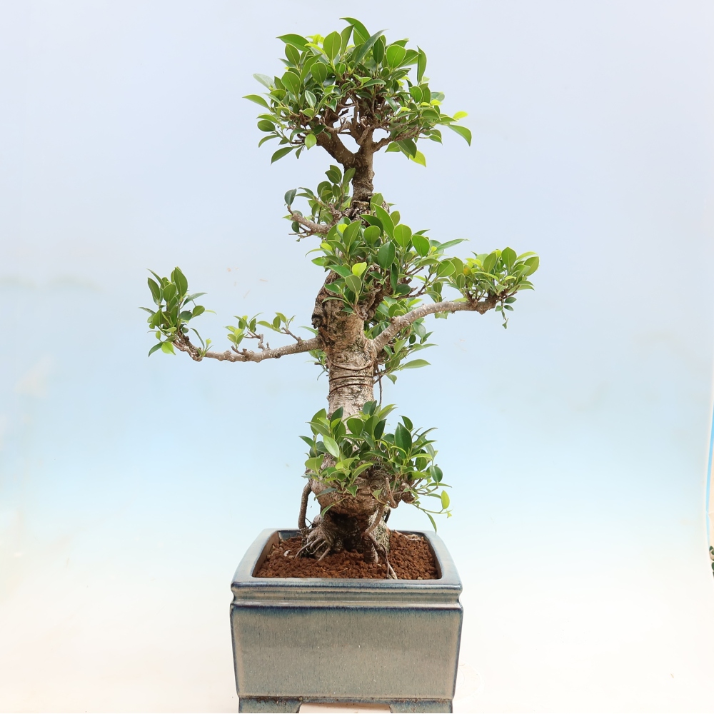 Pokojová bonsai - Ficus kimmen -  malolistý fíkus