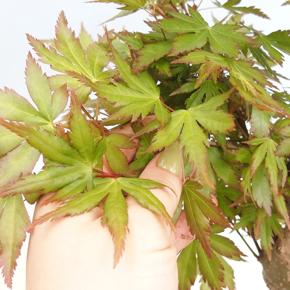 Venkovní bonsai - Acer palmatum  - Javor dlanitolistý