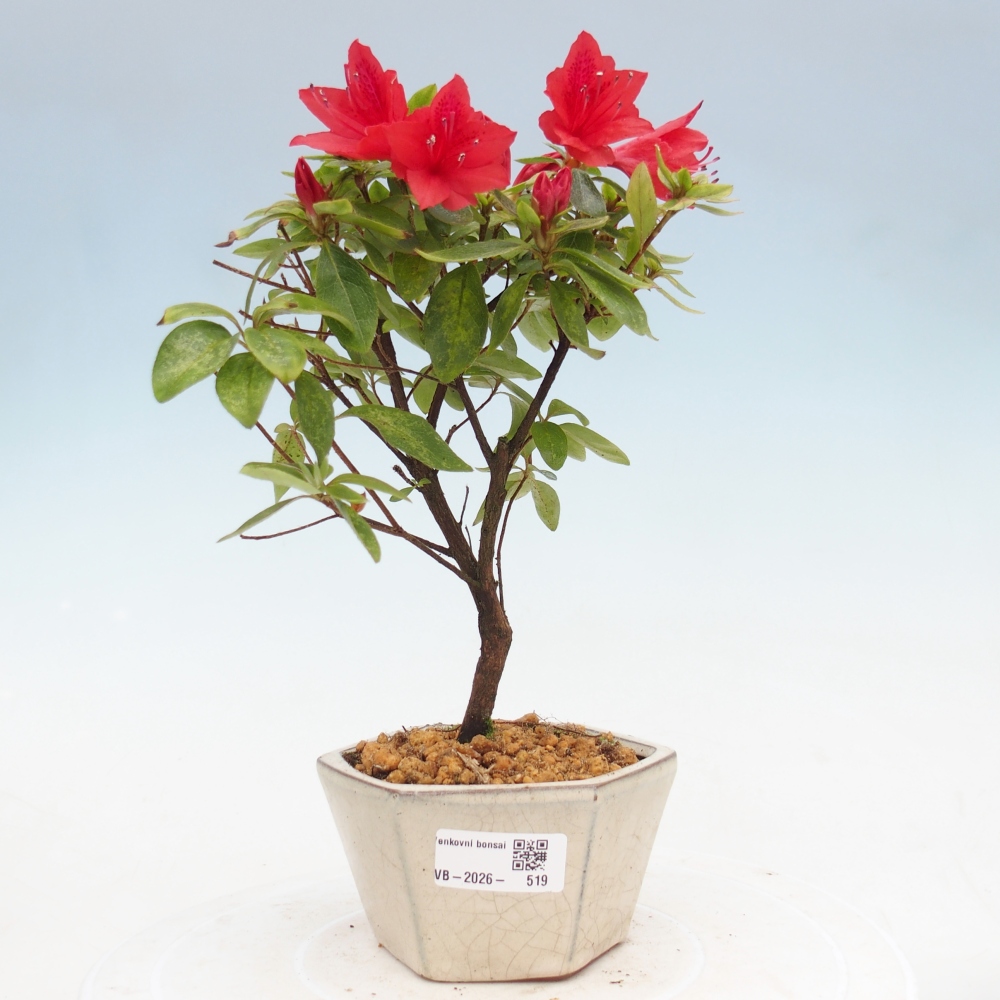 Venkovní bonsai - Japonská azalka - Azalea sp.