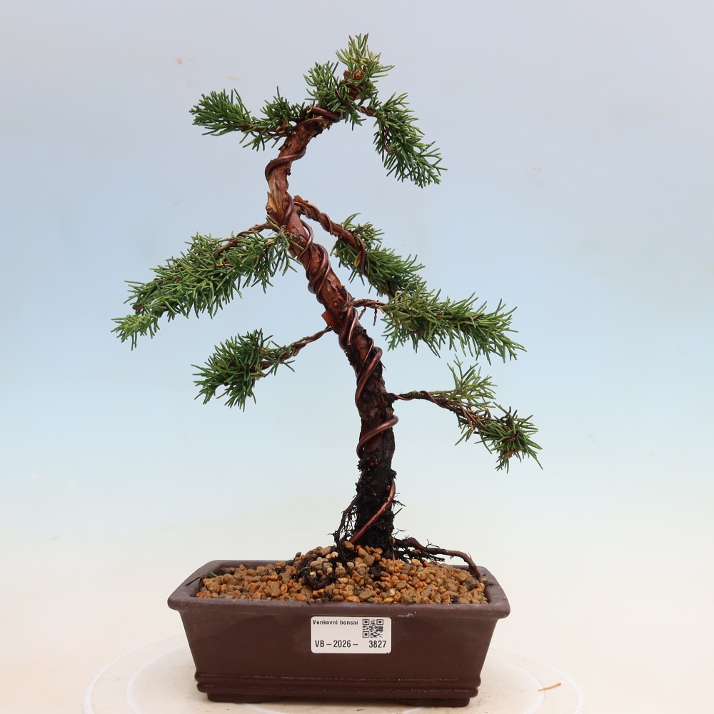 Venkovní bonsai - Juniperus chinensis Kishu -Jalovec čínský
