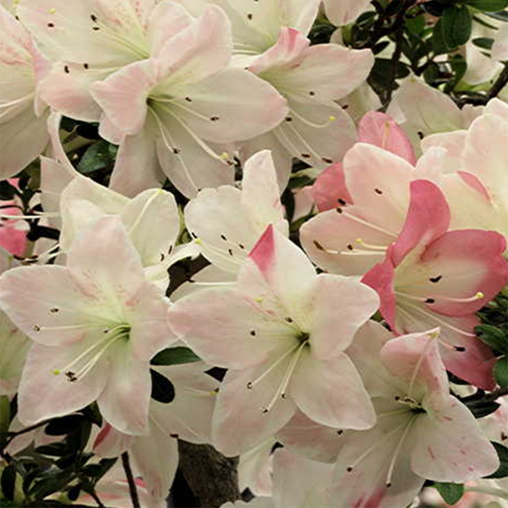Venkovní bonsai - Japonská azalka - Azalea Byakuren