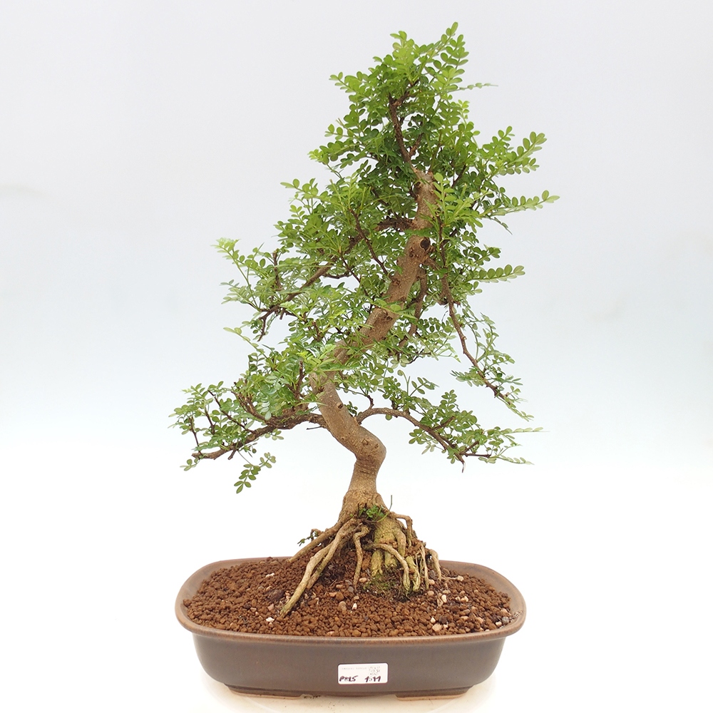 Pokojová bonsai - Zantoxylum piperitum - pepřovník
