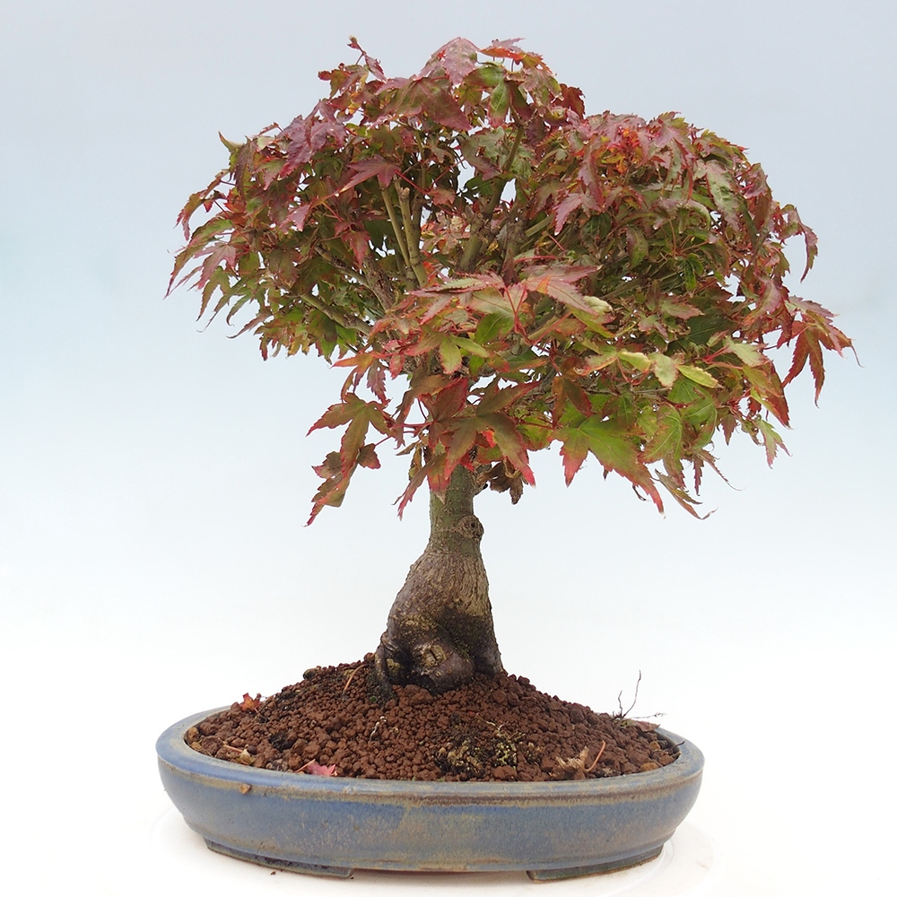 Acer palmatum KIOHIME - Javor dlanitolistý