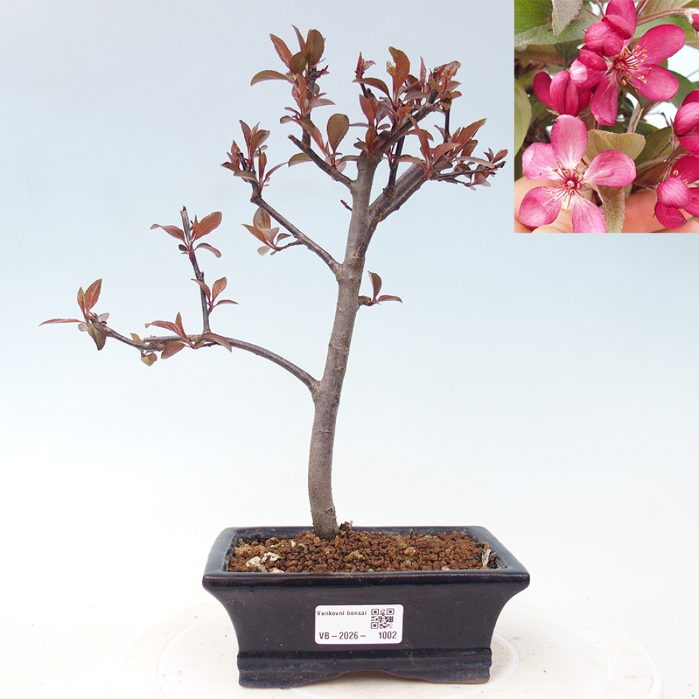 Venkovní bonsai -Malus domestica - Maloplodá jabloň červenolistá
