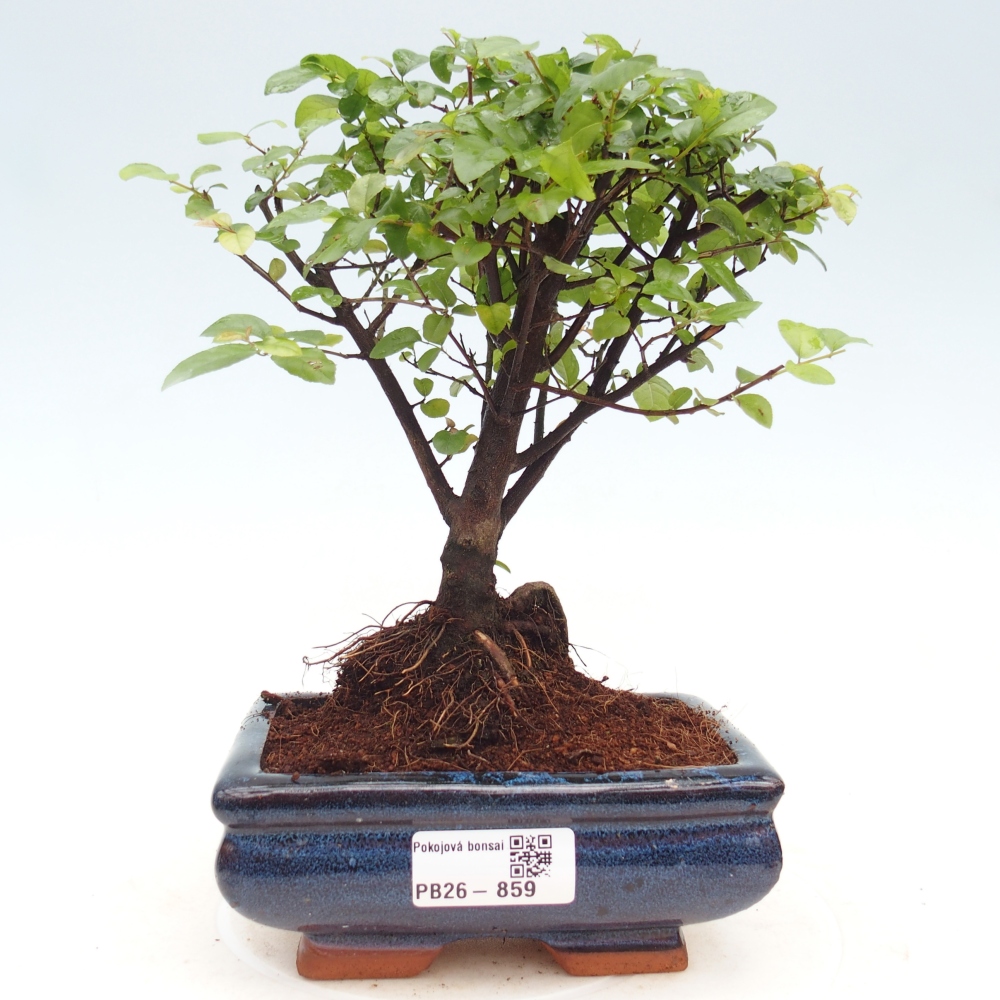Pokojová bonsai - Sagerécie thea - Sagerécie thea