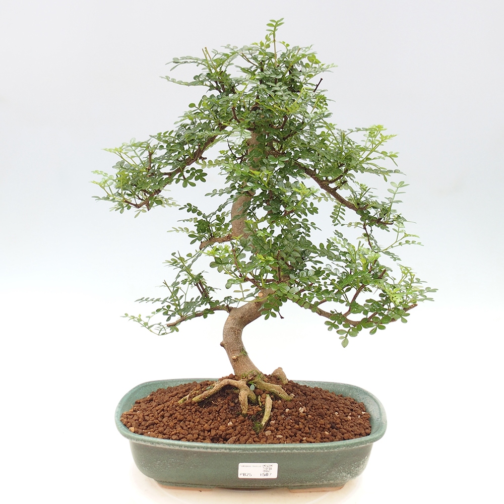 Pokojová bonsai - Zantoxylum piperitum - pepřovník