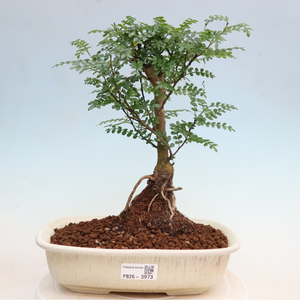 Pokojová bonsai - Zantoxylum piperitum - Pepřovník